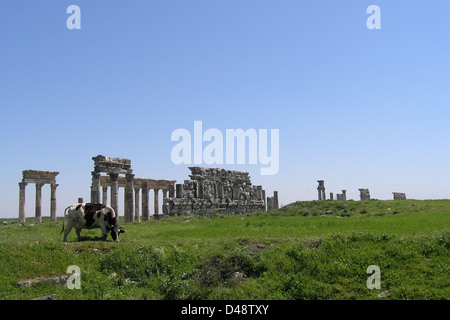 Dansk malkerace, Apamée, Syrie, Pâques 2004 Banque D'Images