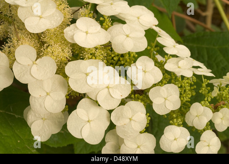 L'Hydrangea quercifolia Hortensia Oakleaf, Hydrangeaceae, Rome, Latium, Italie Banque D'Images