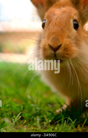 Surpris, lapin à la recherche de l'appareil photo. curieusement Banque D'Images