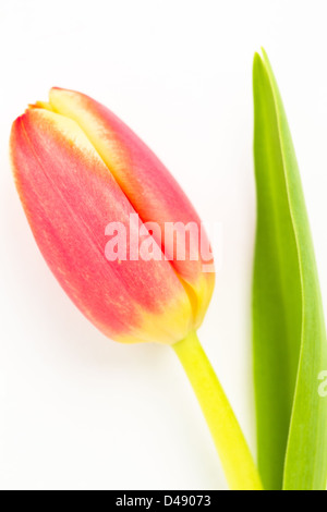 Gros plan d'une belle tulipe sur fond blanc Banque D'Images