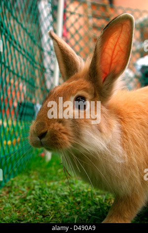 Surpris, lapin à la recherche de l'appareil photo. curieusement Banque D'Images