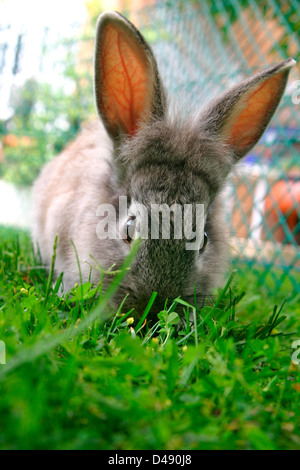 Surpris, lapin à la recherche de l'appareil photo. curieusement Banque D'Images