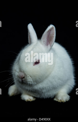 Animal lapin blanc de Vienne avec l'albinisme Banque D'Images