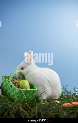 Lapin blanc assis sur l'herbe avec panier d'œufs Banque D'Images