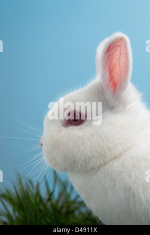 Lapin blanc moelleux avec des oreilles roses et les yeux Banque D'Images