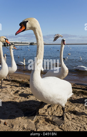 Comité permanent cygne muet sur la plage de Sopot, Pologne. Banque D'Images