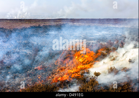 Heather met le feu à revigorer une nouvelle croissance. Une stratégie utilisée par la gestion des Landes dans le North York Moors. Banque D'Images