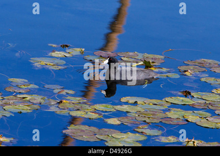 Foulque d'Amérique (Fulica americana) sur un étang à Rancho Mirage, Californie, USA en Janvier Banque D'Images