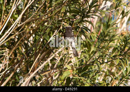 Phoebe Sayornis nigricans (noir) juvenile perché dans un buisson, à Rancho Mirage, Californie, USA en Janvier Banque D'Images