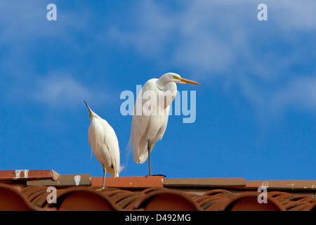 Grande Aigrette (Ardea alba) & Aigrette neigeuse (Egretta thula) perché sur un toit à Rancho Mirage, Californie, USA en Janvier Banque D'Images