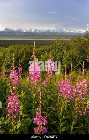 L'épilobe (haut) et d'Onagre Mt. McKinley (Denali Mountain) depuis le côté ouest de Denali National Park, Alaska, USA Banque D'Images