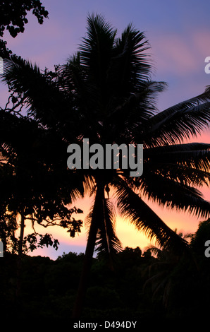 Cocotier silhouetted against sunset sky Banque D'Images