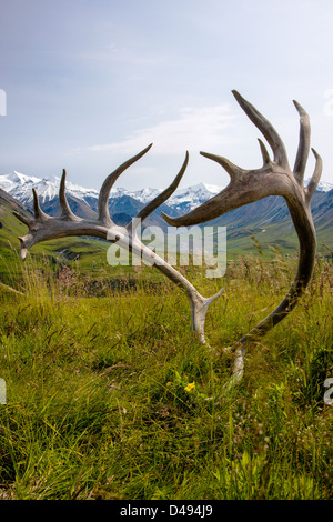 Voir au sud de l'Alaska par de vieux bois d'un caribou des bois (Rangifer tarandu), Eielson Visitor Center, Denali NP, AK Banque D'Images