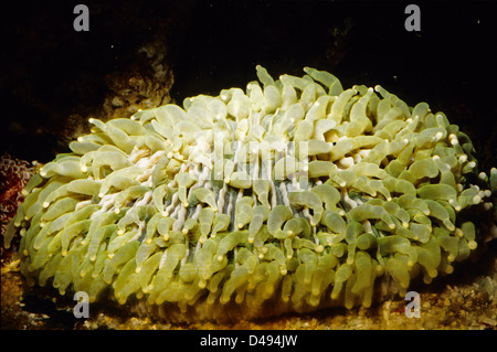 Tentacule longue Coral Heliofungia actiniformis plaque, Fungiidae, Indo-Pacific Ocean Cnidaires, Celenterata Banque D'Images