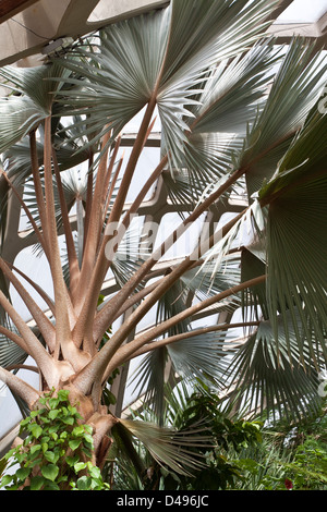 À la culture du palmier satra botanic gardens à Denver, Colorado, USA Banque D'Images