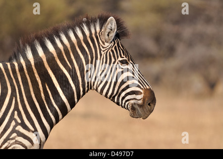 Le zèbre de Burchell (Equus quagga burchellii), gros plan de la tête, le parc national de Marakele, Limpopo, Afrique du Sud, l'Afrique Banque D'Images