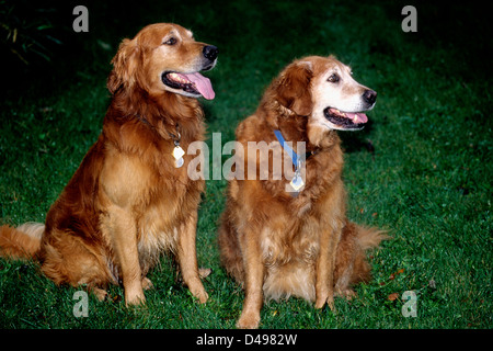 Onze années de vieux golden retriever mère avec son fils âgé de cinq ans. Banque D'Images