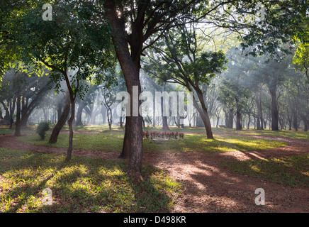 Une forêt urbaine dans la matinée, avec la vapeur dans la lumière à travers les arbres Banque D'Images