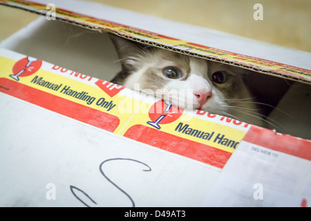 Un petit chaton jouant dans une zone de livraison. Surprise ! Banque D'Images