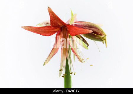 Hippeastrum 'Merengue'. Fleurs de l'Amaryllis 'Merengue'. Banque D'Images