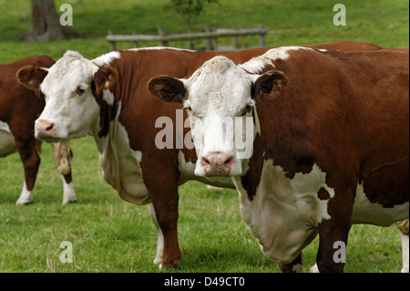 Les vaches Hereford, Royaume-Uni Banque D'Images