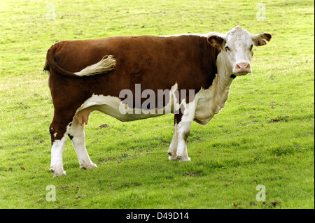 Vache Hereford, Royaume-Uni Banque D'Images