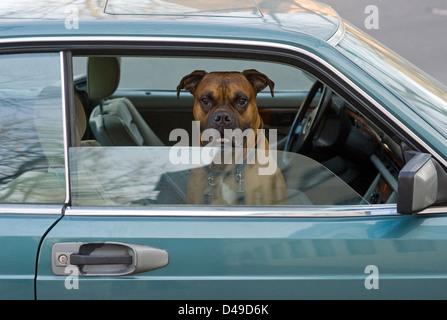 Berlin, Allemagne, le chien dans le siège passager d'une voiture Banque D'Images