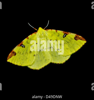 (Opisthograptis luteolata Brimstone papillon) Banque D'Images