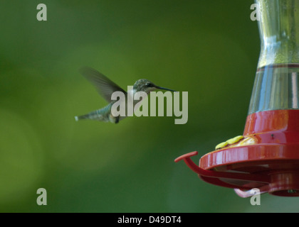 Femme Colibri à gorge rubis (Archilochus colubris) à un chargeur de Wharton State Forest, New Jersey Banque D'Images