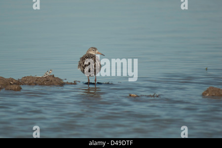 Le Combattant varié (Philomachus pugnax) à la réserve RSPB Titchwell, Norfolk Banque D'Images