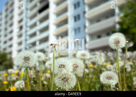 Berlin, Allemagne, prairie avec pissenlits en face de bâtiments préfabriqués à la périphérie Banque D'Images