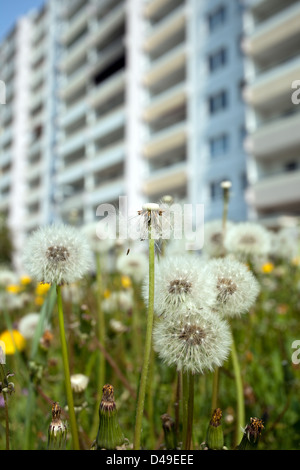 Berlin, Allemagne, prairie avec pissenlits en face de bâtiments préfabriqués à la périphérie Banque D'Images