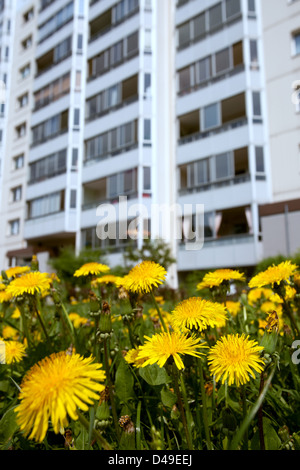 Berlin, Allemagne, prairie avec le pissenlit avant de banlieue préfabriqués Banque D'Images