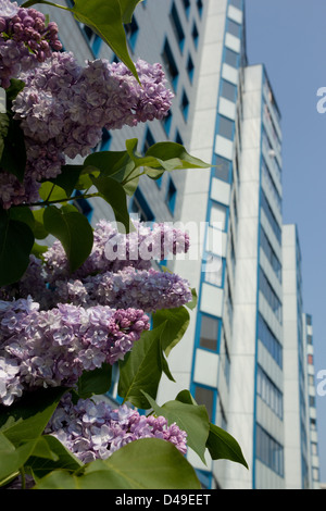 Berlin, Allemagne, bleu lilas en herbe avant de banlieue préfabriqués Banque D'Images