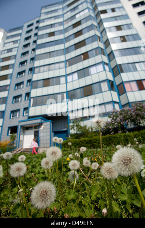 Berlin, Allemagne, prairie avec pissenlits en face de bâtiments préfabriqués à la périphérie Banque D'Images