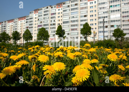 Berlin, Allemagne, prairie avec le pissenlit avant de banlieue préfabriqués Banque D'Images