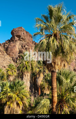 Ventilateur Californie palmiers dans Andreas Canyon, l'un des Canyons Indiens sur la réserve indienne de Agua Caliente près de Palm Springs Banque D'Images