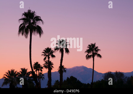 Palmiers et montagnes de San Jacinto au crépuscule, Rancho Mirage, en Californie. Banque D'Images