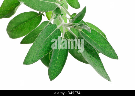 Bouquet de sauge isolé sur fond blanc Banque D'Images