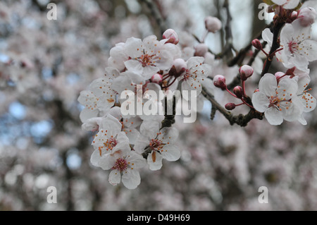 Fleurs oranger sur un arbre Banque D'Images