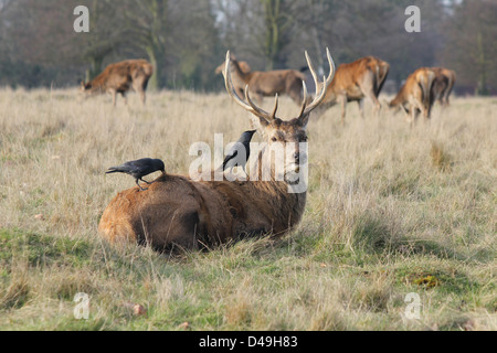 Richmond Park, Londres, Angleterre. Red Deer stag avec choucas au dos Banque D'Images