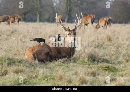 Richmond Park, Londres, Angleterre. Red Deer stag avec choucas au dos Banque D'Images