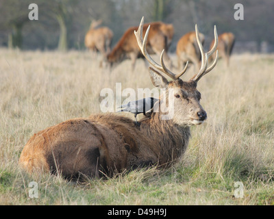 Richmond Park, Londres, Angleterre. Red Deer stag avec choucas au dos Banque D'Images