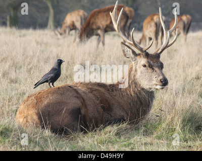Richmond Park, Londres, Angleterre. Red Deer stag avec choucas au dos Banque D'Images