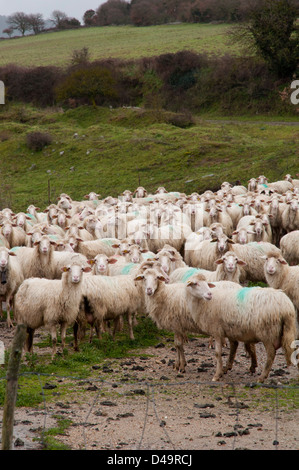 Brebis sarde dans la périphérie de Pattada Northern Sardinia Banque D'Images