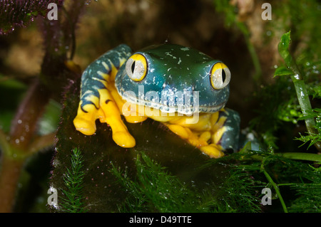 La magnifique grenouille feuille (Cruziohyla calcarifer) portrait. Banque D'Images