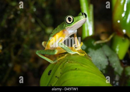 Grenouille feuille Lemur (Agalychnis [Hylomantis lemur]) portrait. Banque D'Images