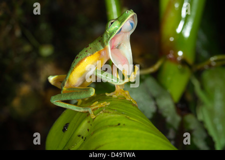 Grenouille feuille Lemur (Agalychnis [Hylomantis lemur]) le bâillement de sorte que les yeux sont visibles de la bouche ouverte. Banque D'Images