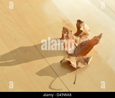 Feuille de chêne sec unique reposant sur un plancher de bois d'érable. Banque D'Images