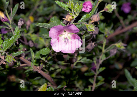 Sandroos // / faux / Hairy / George / Mallow ou Hibiscus Nain - Anisodontea capensis/ scabrosa- famille des Malvacées Banque D'Images